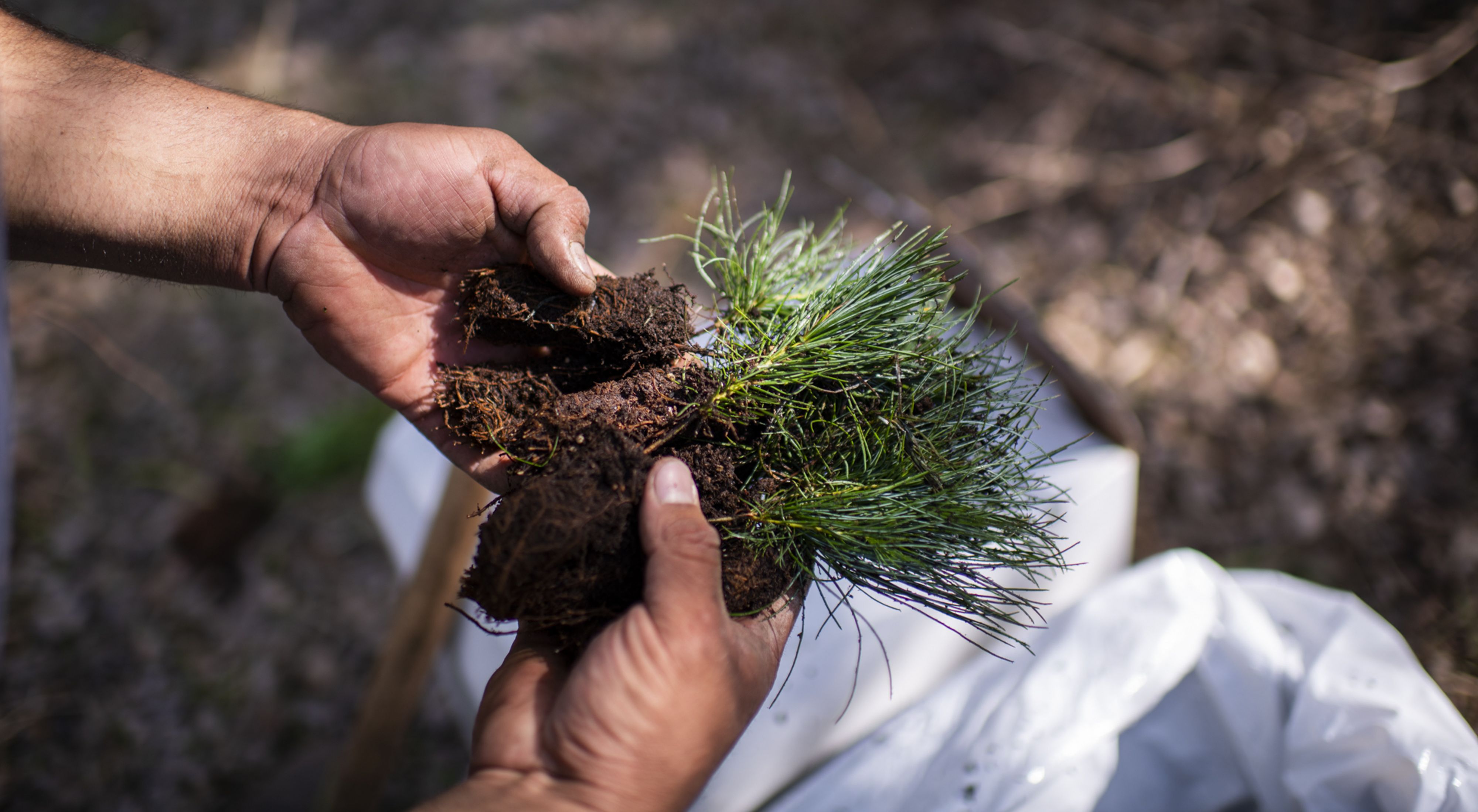 Close-up of hands pulling apart the roots of some evergreen seedlings.