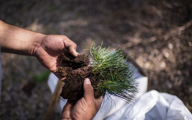 A pair of hands holding several conifer tree seedlings, ready for planting.