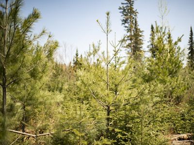 New growth white pine forest planted circa 2008. This tree planting was on state property near Finland, Minnesota and administered under Minnesota’s Aquatic Management Area program to protect critical shoreland habitat and provide access to land managers and anglers. The Nature Conservancy's Plant A Billion Trees campaign is a major forest restoration effort with a goal of planting a billion trees across the planet. Finland, Minnesota.