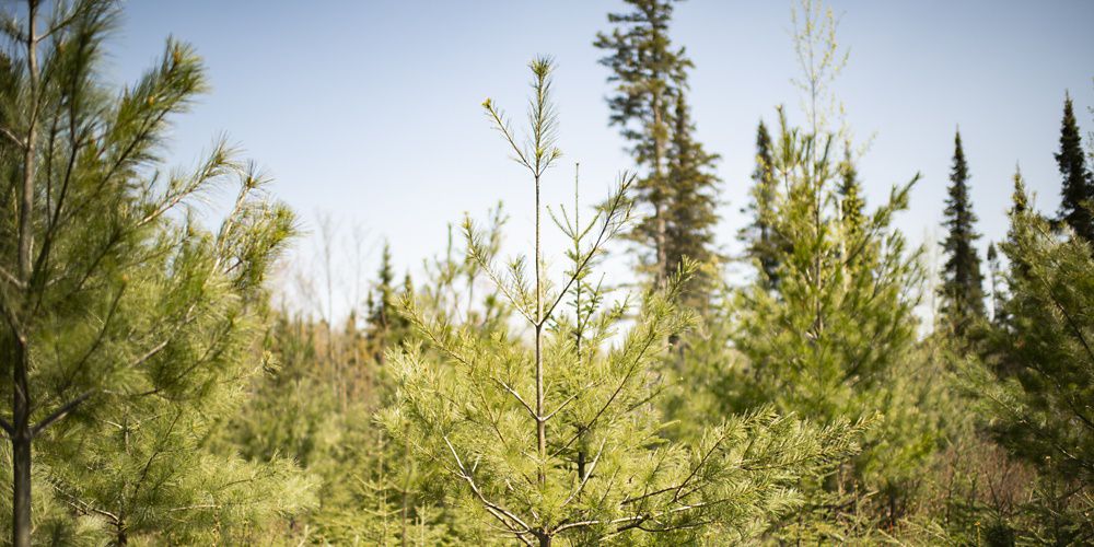 Closeup of a diverse northern forest that shows different species and stages of growth.