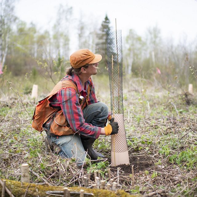 A person plants a tree seedling in a deforested area.