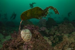 A white abalone clings to a rock underwater.