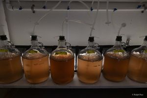 Large lab jars of brownish liquid sit on a table.