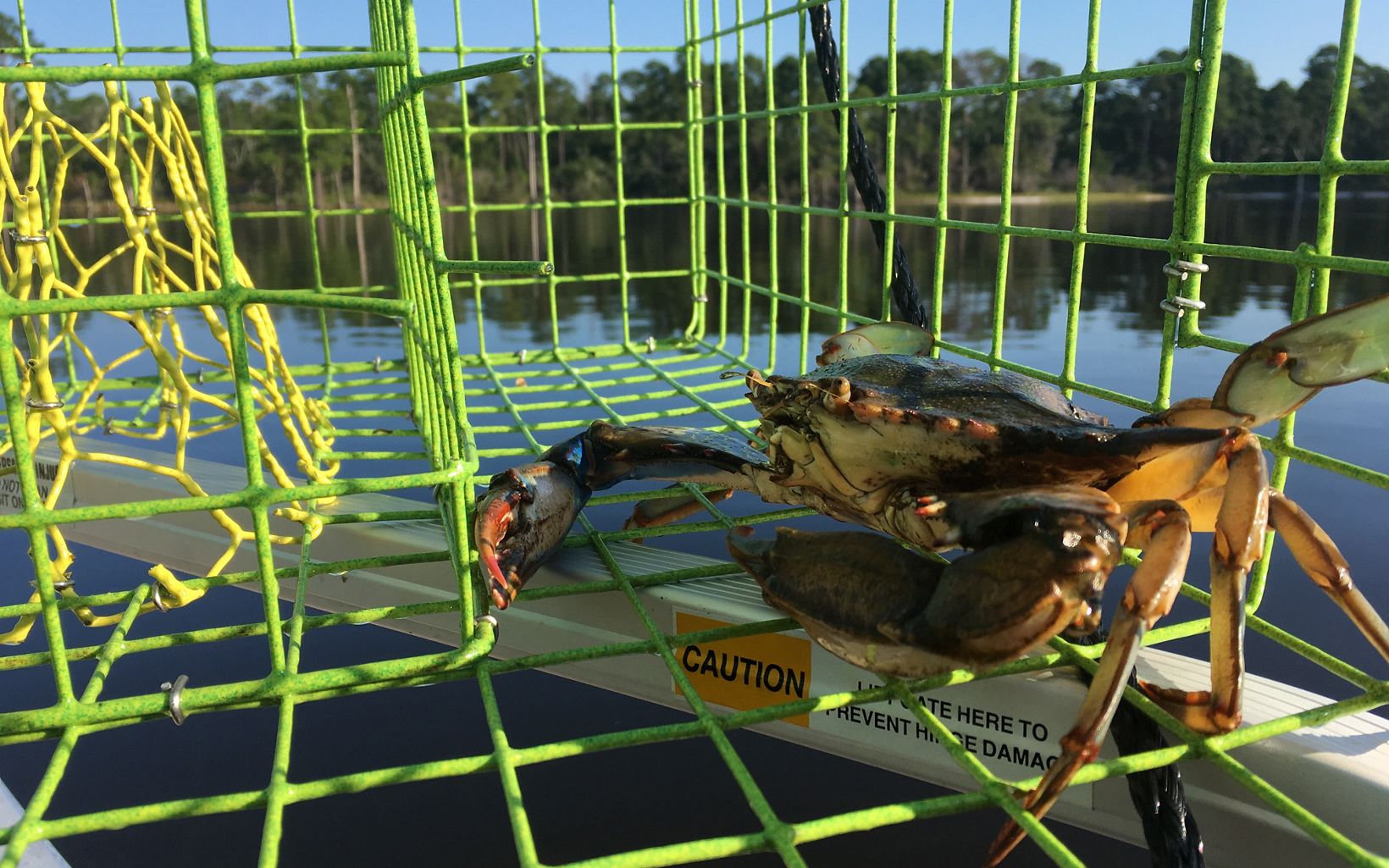 Blue crab in a monitoring trap onboard a boat. 
