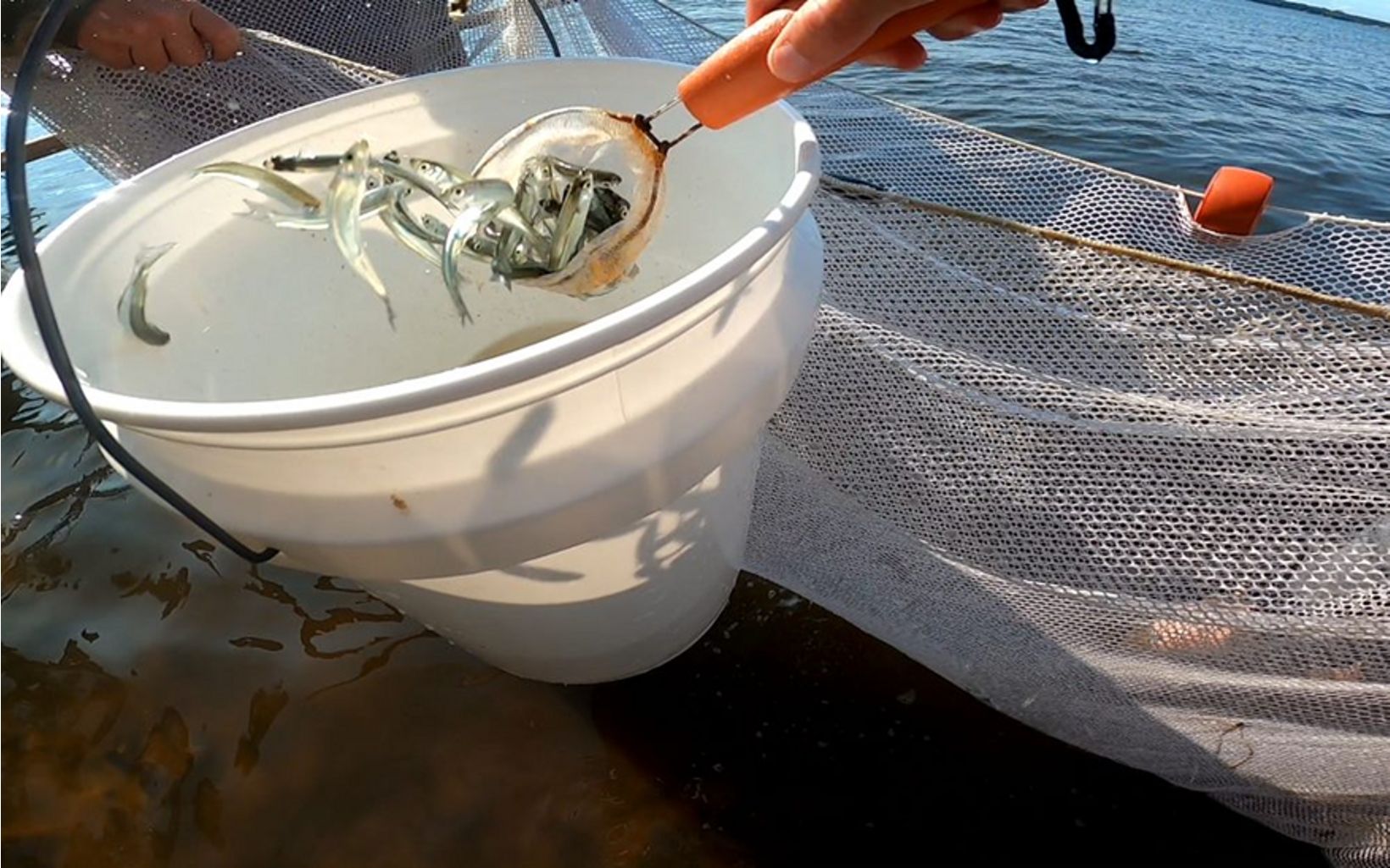 A researcher scoops small silver fish up from a bucket with a strainer. 