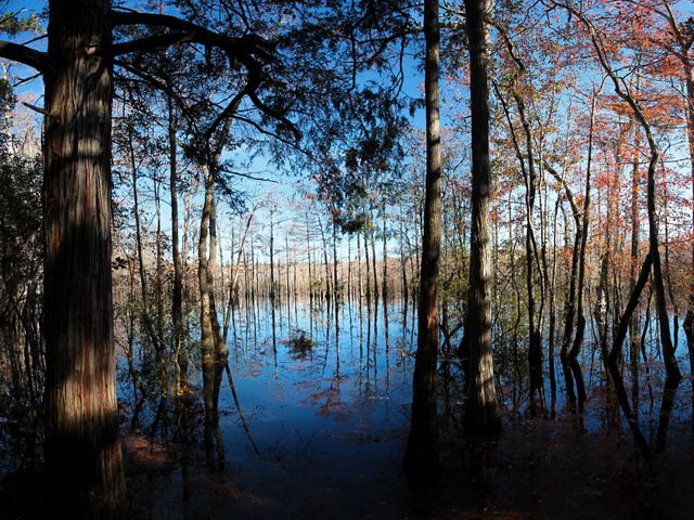 Many tall trees, some with orange leaves, stand in Florida's Yellow River over a beautiful reflection.