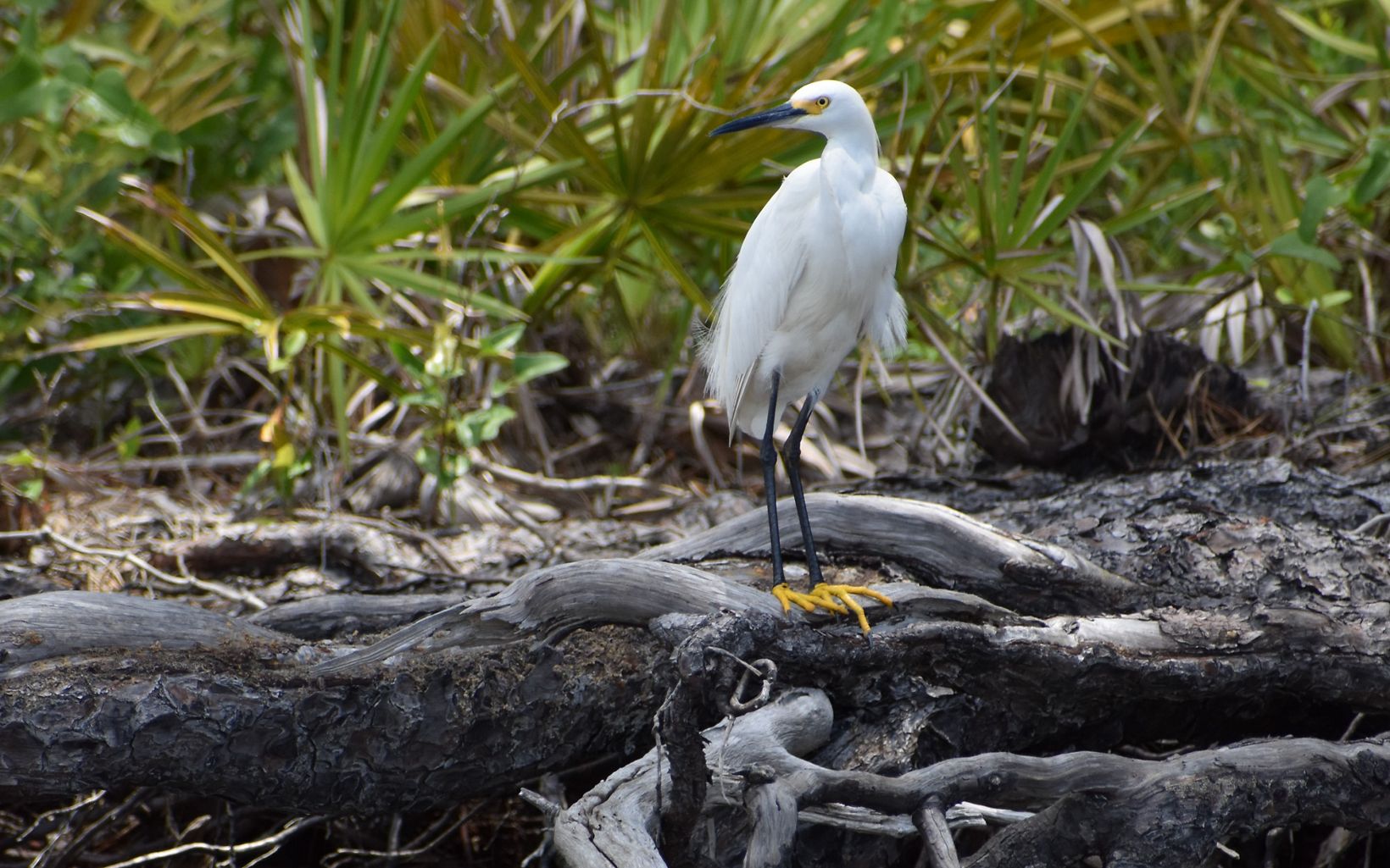 A snowy egret stands in the shade on tree roots along the shoreline while looking out over the bay.