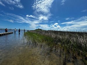 A photo of a marsh and an oyster reef.