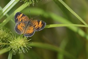 Pearl crescent butterfly.
