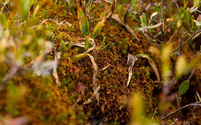 sphagnum moss mound.