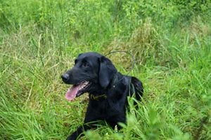 A black dog lays on the floor.