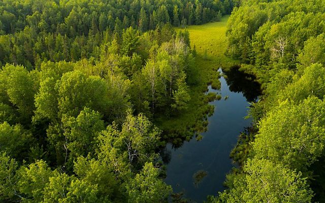 An aerial view of the Pelican River Forest in summer.