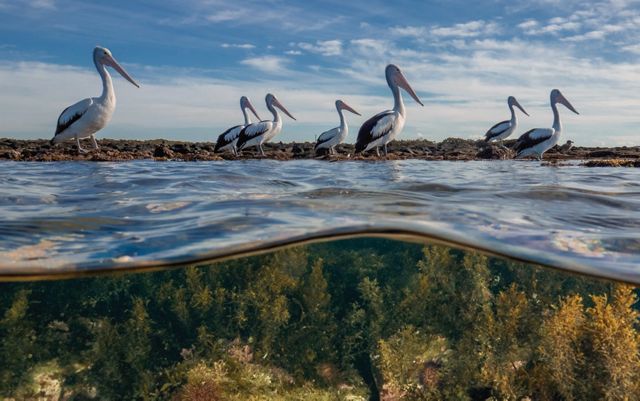 Half-underwater, half above-water photo of several pelicans on a shoreline.