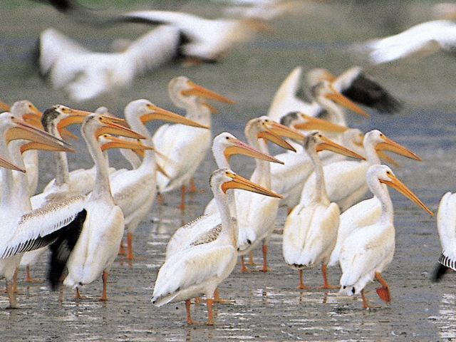 A large number of white pelicans stand in shallow water. 