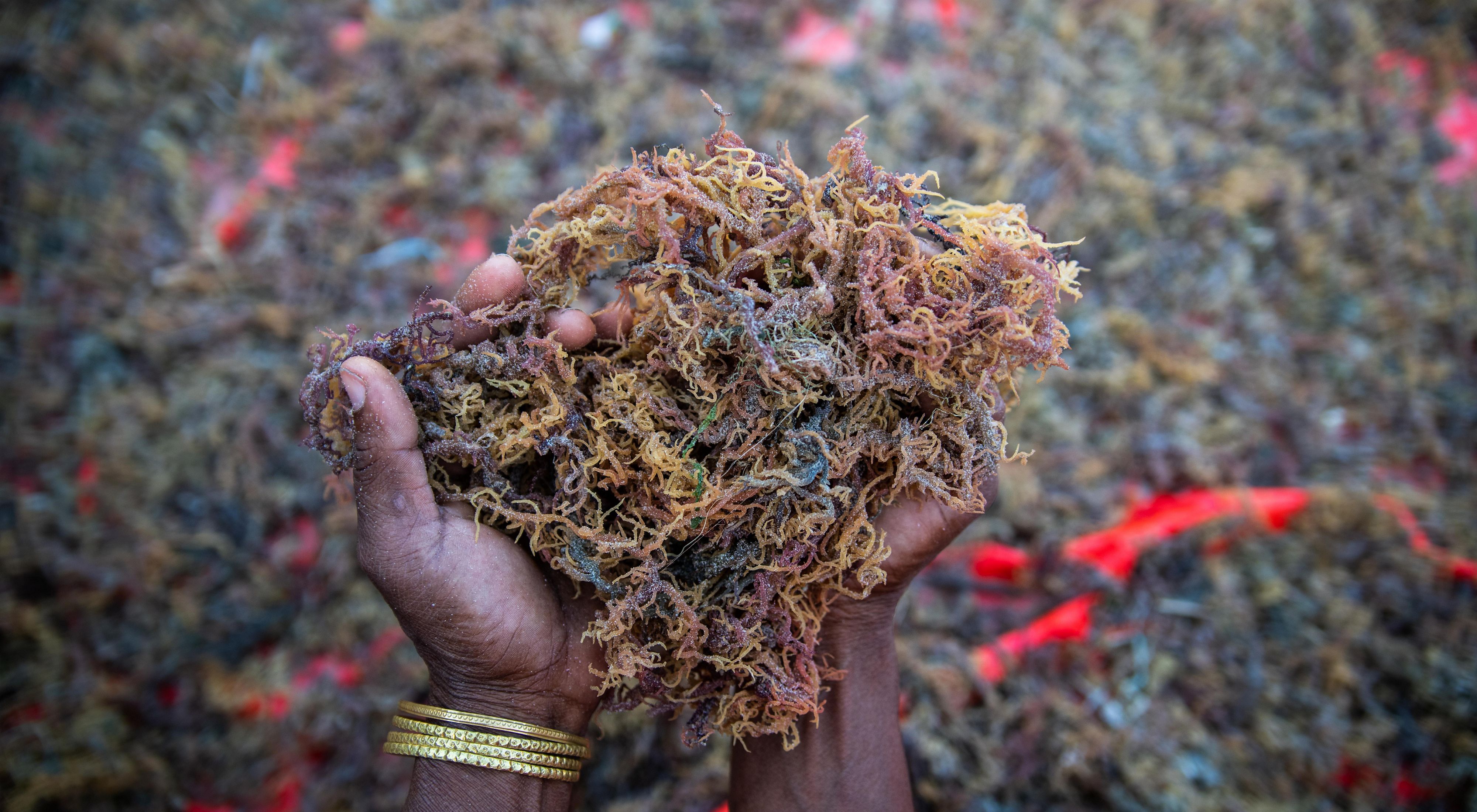 Seaweed farming in Tanzania