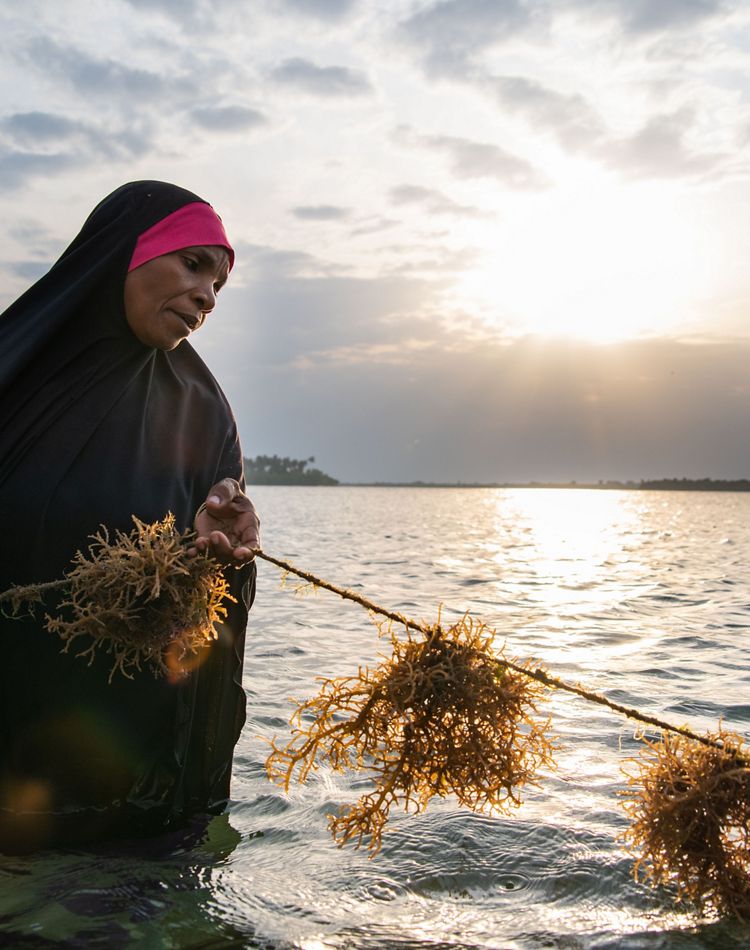 A woman looks down at her seaweed harvest.
