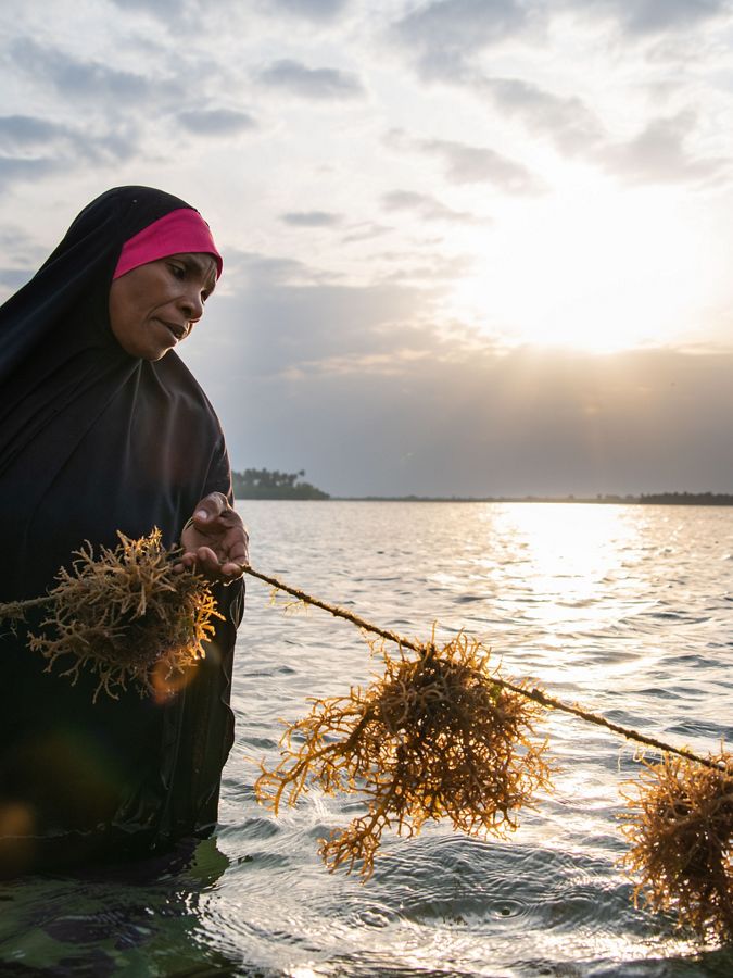 A woman looks down at her seaweed harvest.