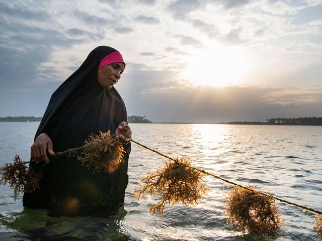 A woman holds a line of cultivated seaweed in shallow water in Tanzania.