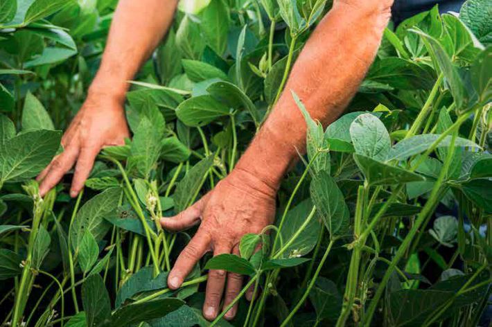 Closely cropped photo of a man in a green shirt bending over a row of crops. The leafy green plants reach up to his elbow.