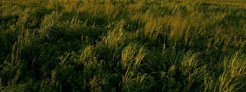 Tall green grass blows in the wind against a blue sky.