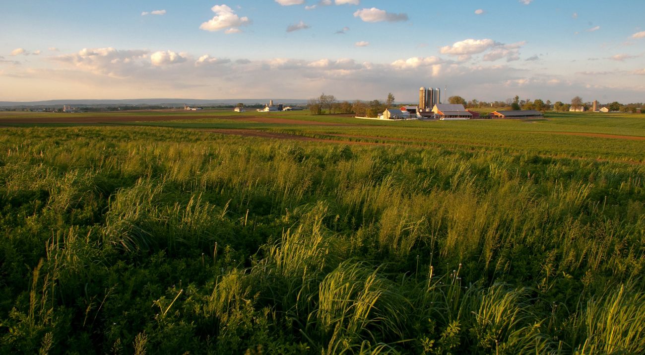 Tall grasses grow in the foreground at the edge of cultivated fields. Farm buildings and tall silos rise in the background.