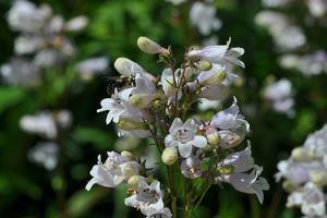 White flowers emerging from long green stem. Some of these flowers are blooming and some are not.
