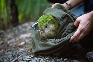 A green bird emerging from a brown sack held by human hands.