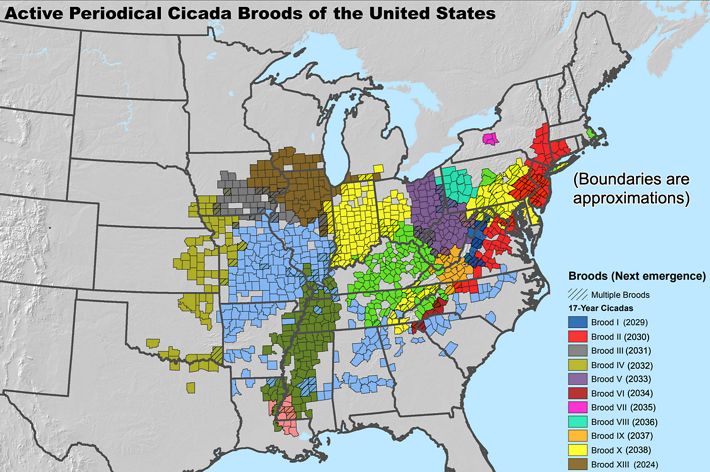 USDA Forest Service map showing, county-by-county, where periodical cicada broods of the United States are located, and when they can next be expected to emerge.