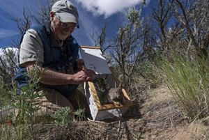 A man releases a rabbit from a box into the wild. 