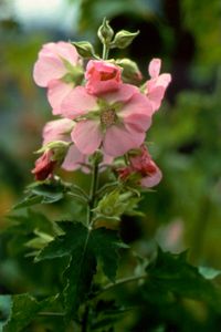A pink flower.