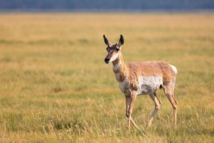 A pronghorn antelope standing in an open grassland.