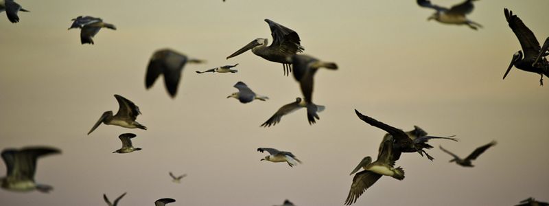 A flock of birds fly silhouetted against a darkening sky.