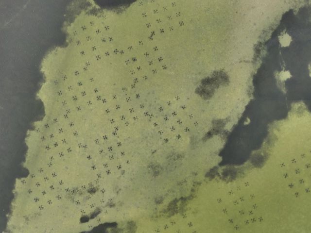 Lower Perdido Islands