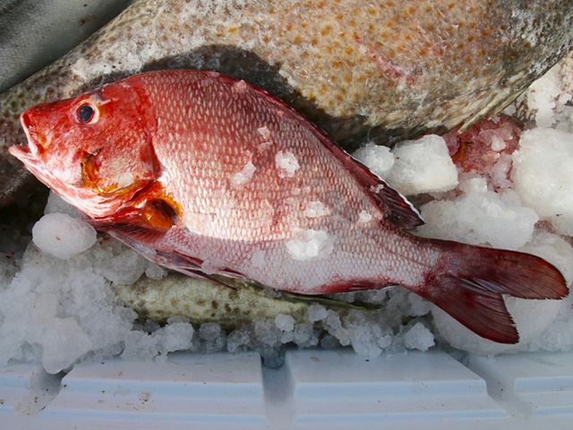 Kenya-Lamu-Fish-on-Ice_200x133
