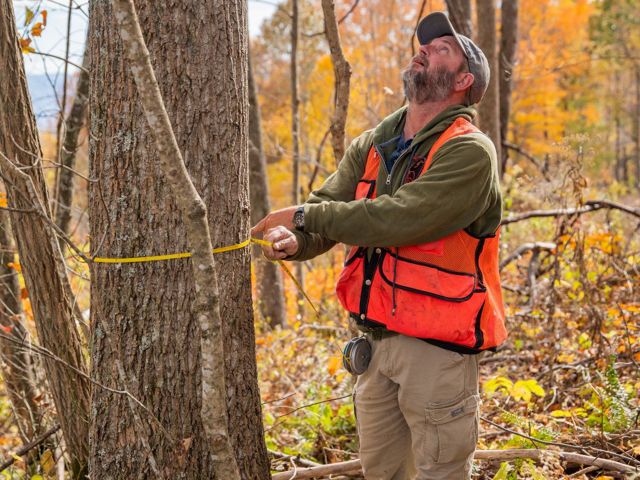 A person wearing an orange vest and looking up measures a tree trunk.
