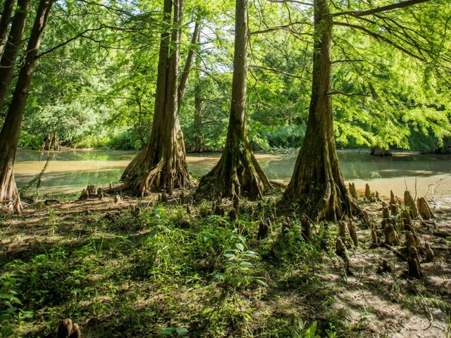 Large cypress trees in a wetland area.