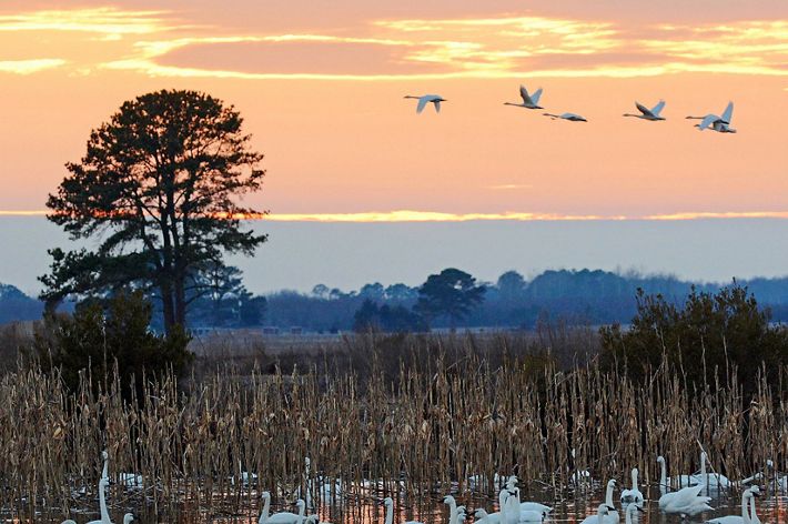Birds migrate over water with a sunset in the background.