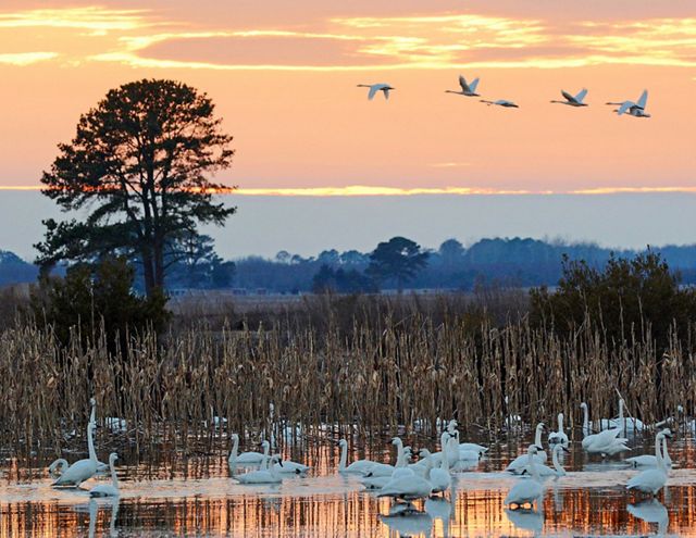 Birds migrate over water with a sunset in the background. 