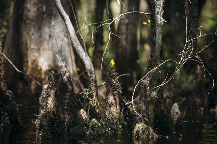 A small, yellow bird sings while perched on a branch.