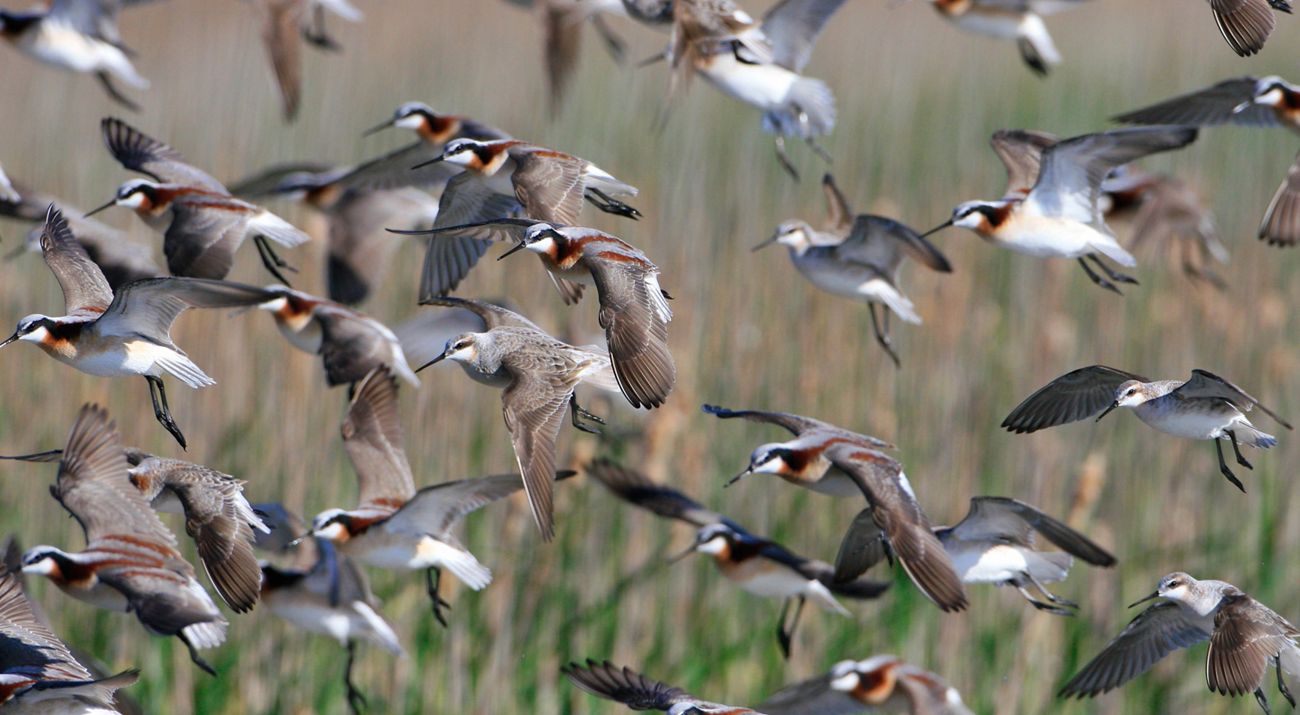 a flock of wilson's phalaropes in flight.