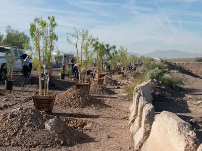 A line of trees waiting to be planted along a roadside concrete barrier.