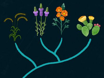 Art of four plants connected by genealogical lines.