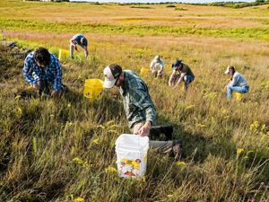 Seven people kneel among short gold and green prairie grasses with buckets as they gather seeds from the plants. 