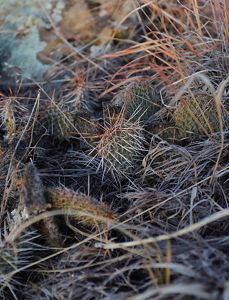 Closeup of Great Plains prickly pair cactus.