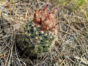 A small round cactus.