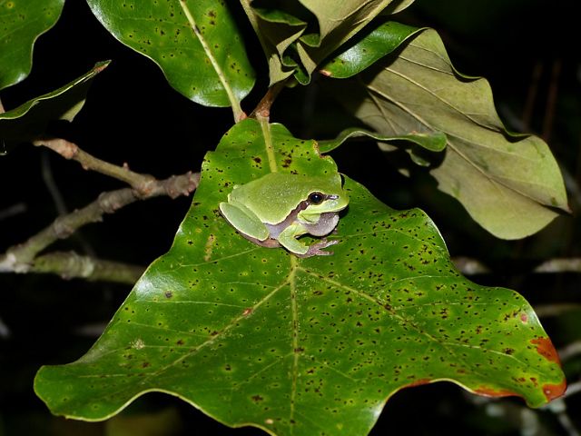A small green frog with a gray stripe along its flank, sitting on a green leaf.