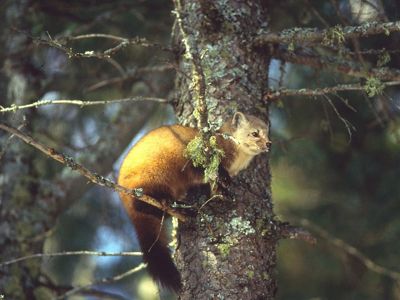 An American pine marten perches in the branches of a moss-covered pine tree.
