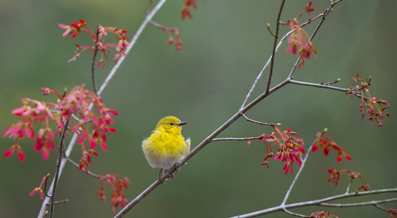 Pine warbler perched in a budding red maple tree.
