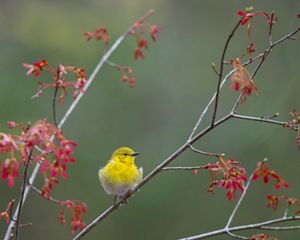 Pine warbler perched in a budding red maple tree.