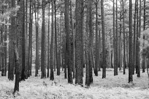 Black and white photo of a longleaf pine forest.